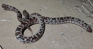 Advierten por la presencia de yararás en zonas urbanas y periurbanas de Bragado