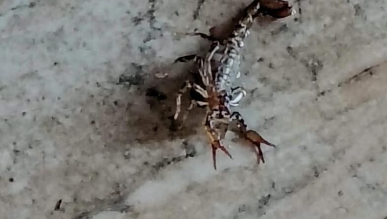 Hallaron un escorpión dentro de una vivienda del barrio Obrero